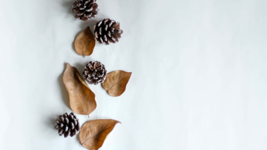 Minimalist Pinecones and Leaves Wallpaper for Serene Background