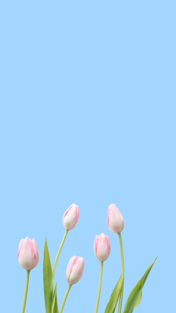 Minimalist Pink Tulip Wallpaper on Bright Blue Sky Background