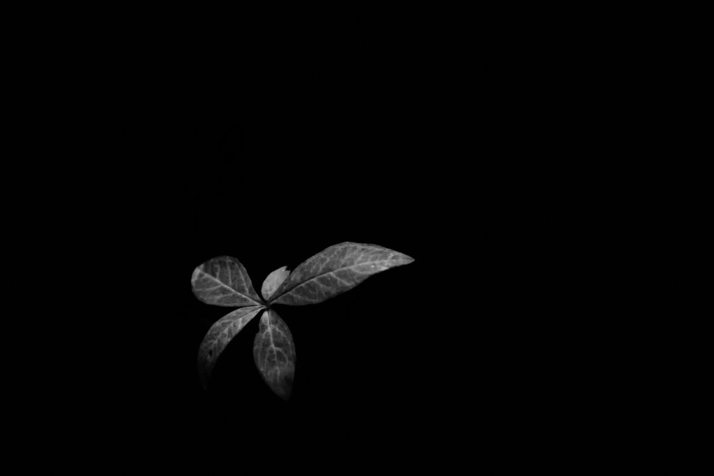 Minimalist Plant Leaf Wallpaper | Serene Black Background Design