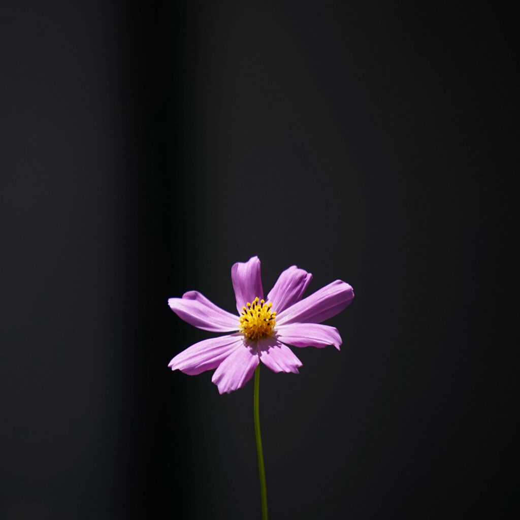 Minimalist Purple Flower Wallpaper on Dark Background - Serene Design