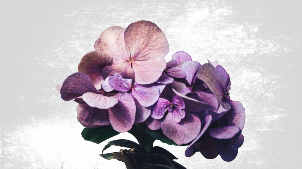 Minimalist Purple Hydrangea Wallpaper - Elegant Textured Background