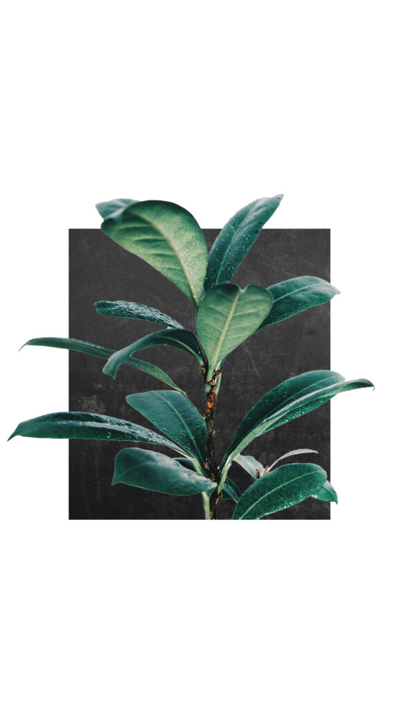 Minimalist Rubber Tree Wallpaper: Lush Green on Dark Textured Background