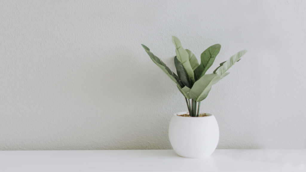 Subtle Plant Elegance: White Minimalist Aesthetic Wallpaper