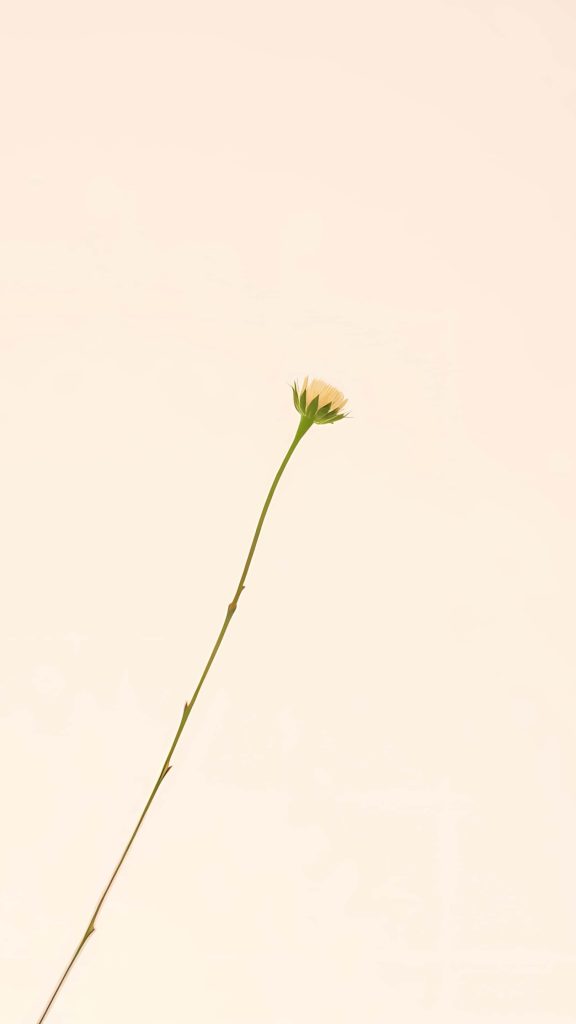 Minimalist wallpaper with slender flower stem on soft beige background for elegant screens