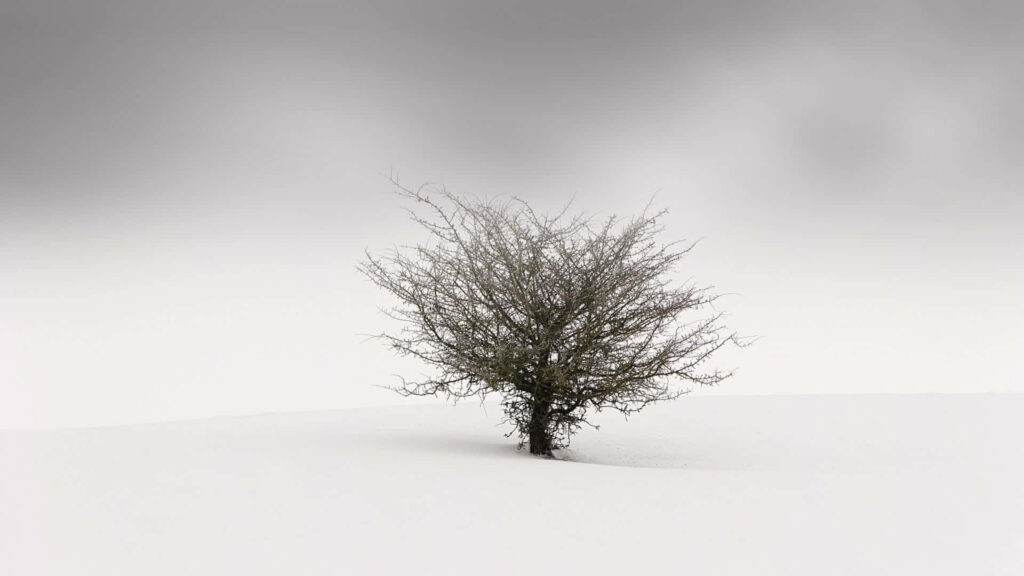 Serene Minimalist Wallpaper: Leafless Tree in Snowy Landscape
