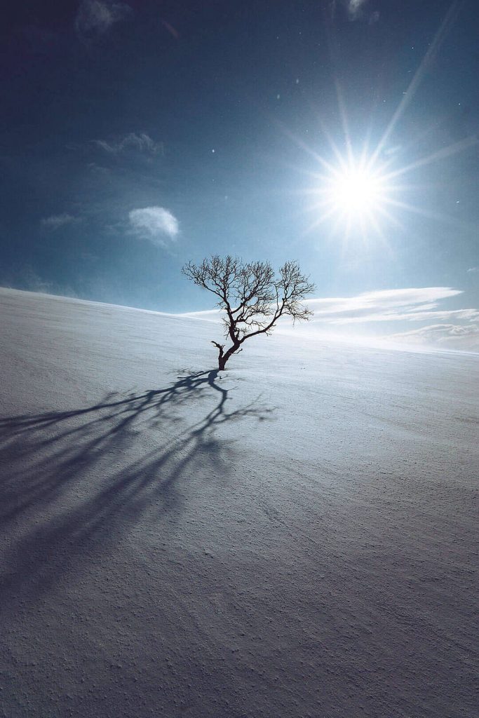 Minimalist wallpaper of a solitary leafless tree on sunlit snowy mountain plain background
