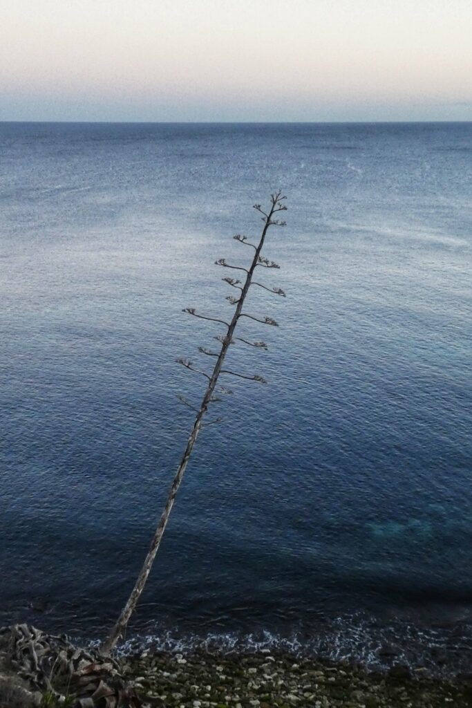 Slender tree leaning over calm blue sea with clear horizon minimalist peaceful nature wallpaper