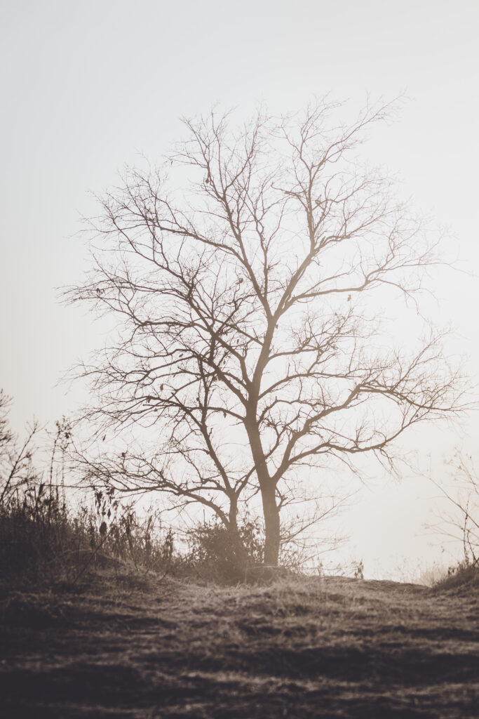 Minimalist wallpaper with solitary bare tree and intricate branches on misty pale background