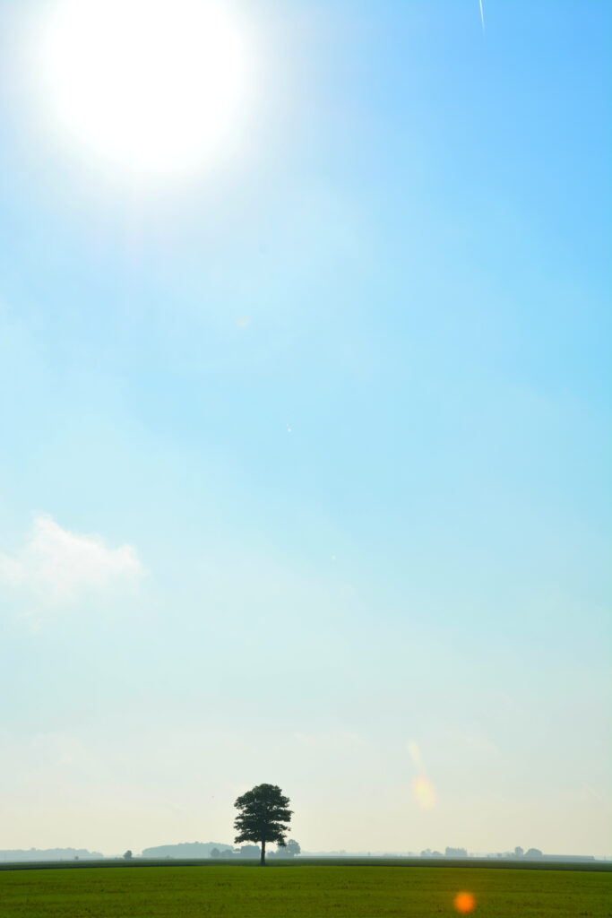 Minimalist wallpaper of solitary tree in green field under clear blue sky with bright sunflare