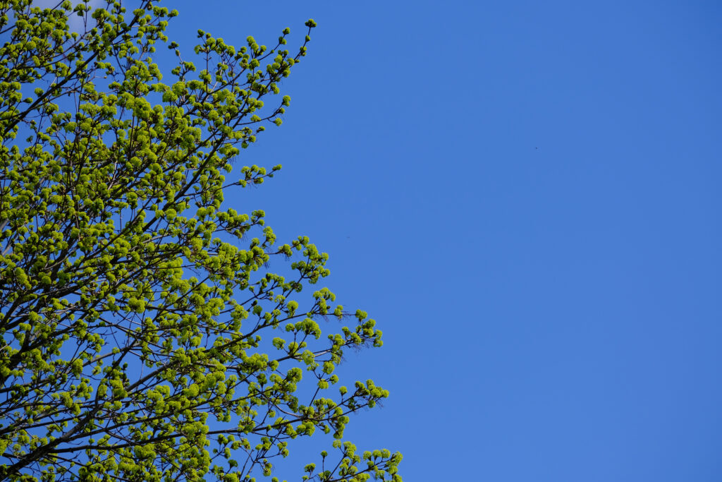 Minimalist wallpaper of tree with fresh green spring leaves and blue sky background