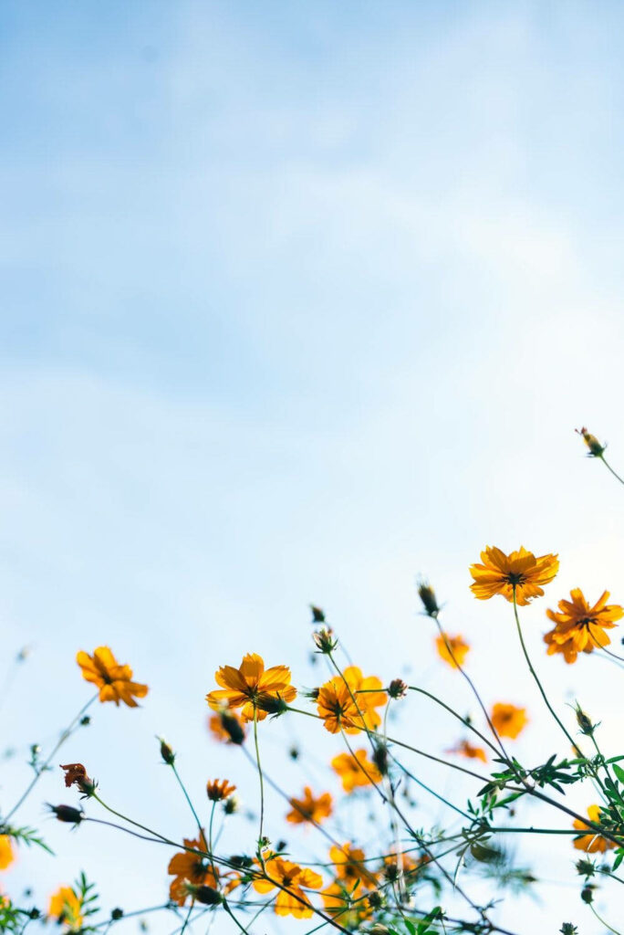 Serene Minimalist Spring Wallpaper: Bright Flowers & Clear Blue Sky