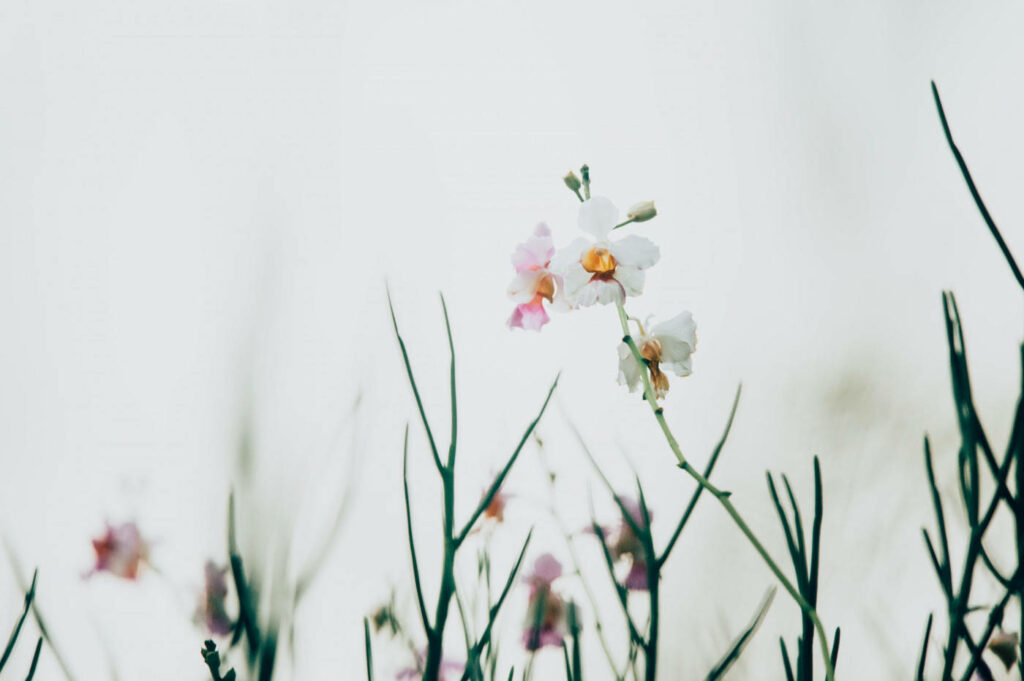 Minimalist Spring Wallpaper: Delicate White & Pink Flowers Background