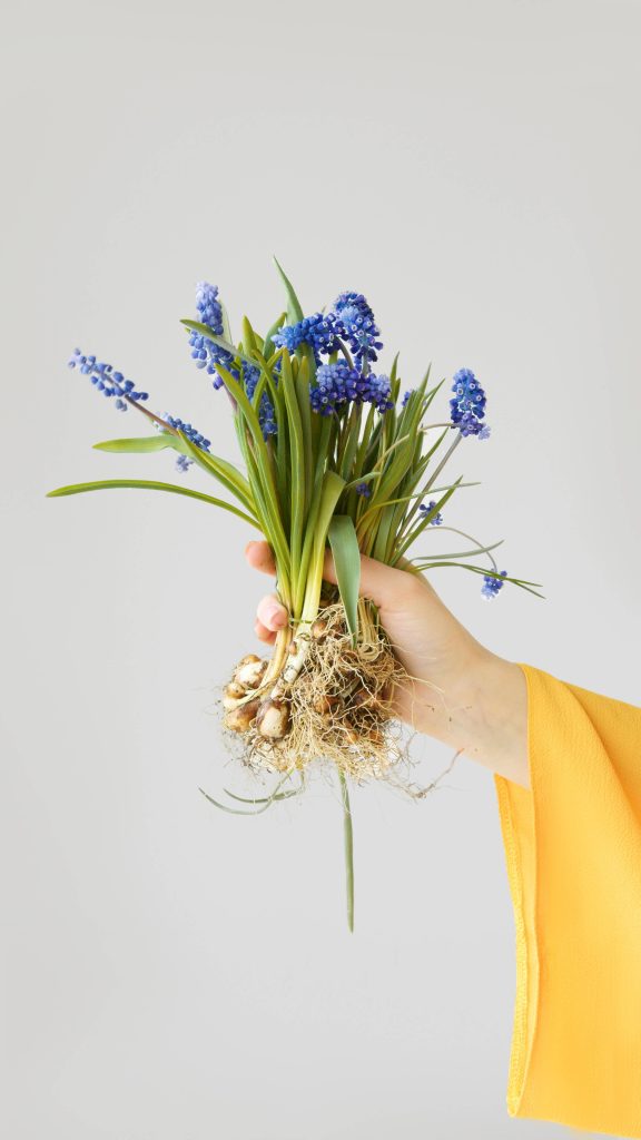 Hand in yellow sleeve holding fresh blue Grape Hyacinths Muscari with roots on gray background Wallpaper
