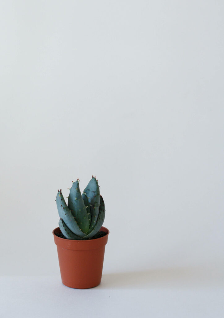 Minimalist Wallpaper: Small Succulent on Light Gray Background