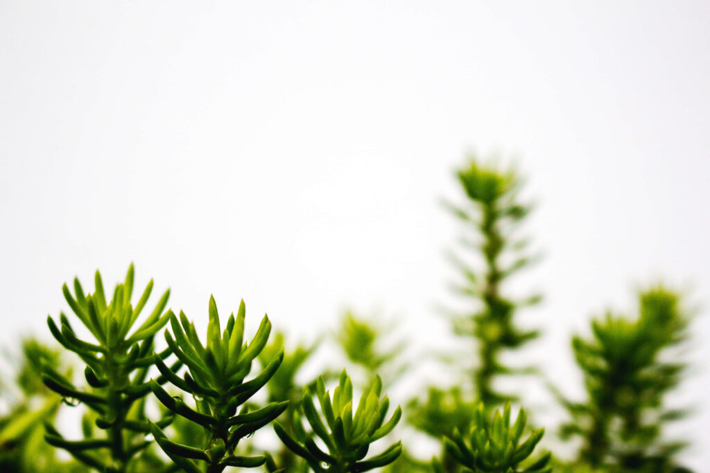 Minimalist Succulent Wallpaper: Vibrant Green on White Background