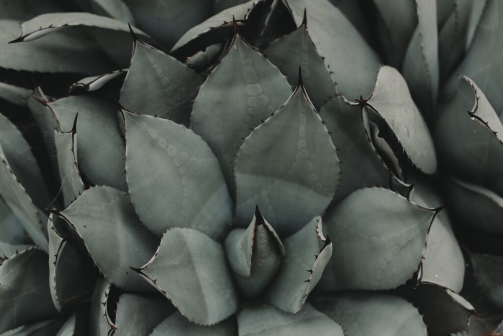 Close-up of green-gray succulent with thick fleshy leaves creating a minimalist botanical pattern Wallpaper