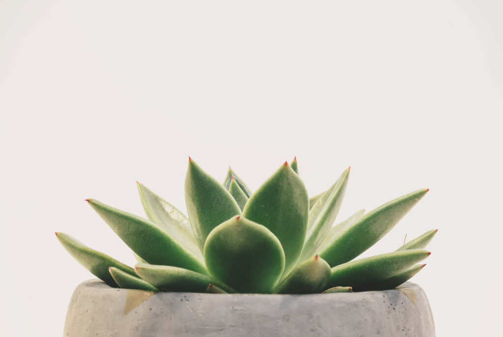 Minimalist Succulent Wallpaper: Green Plant in Gray Pot on Pale Background