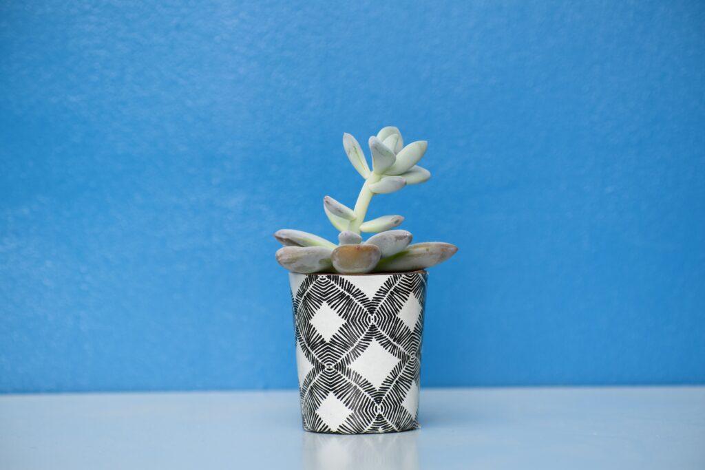 Minimalist Succulent Wallpaper with Vibrant Blue Background