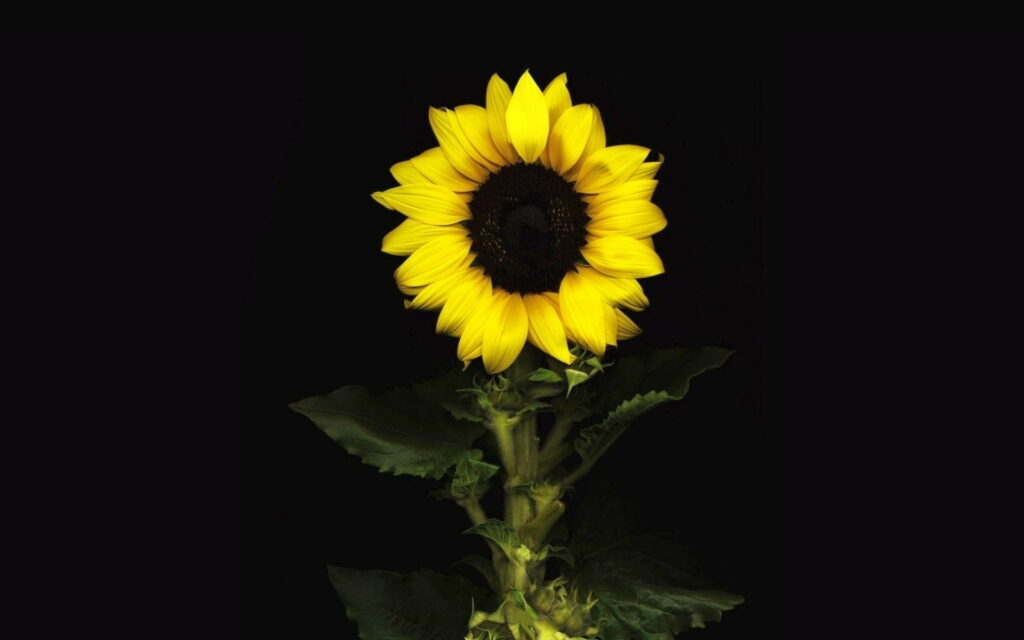 Vibrant yellow sunflower with detailed petals on black background HD wallpaper minimalist design