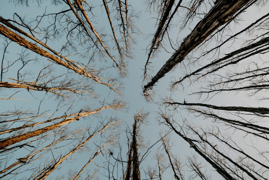 Bottom-up view of tall leafless trees with slender branches against a pale clear sky wallpaper