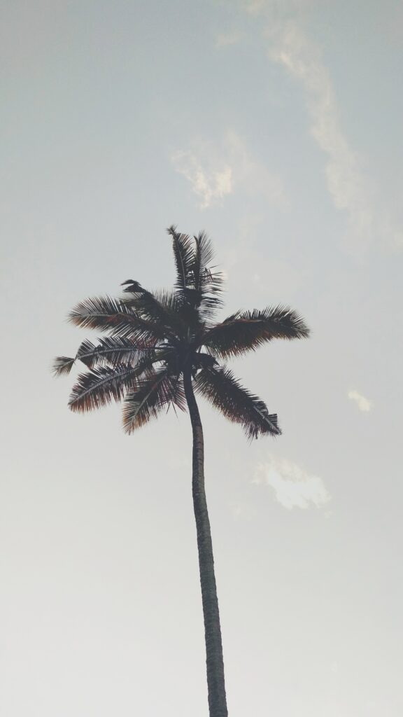 Minimalist wallpaper of tall palm tree with slender trunk and wide branches against soft sky