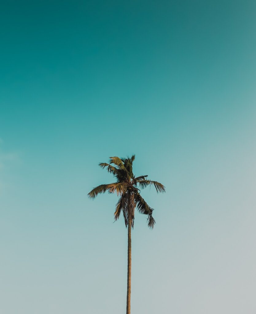 Single palm tree with slender trunk and spiky leaves against clear gradient sky minimalist tropical background Wallpaper
