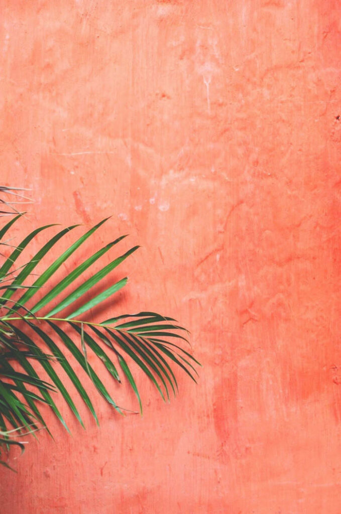 Minimalist Tropical Plant Wallpaper on Soft Peach Background