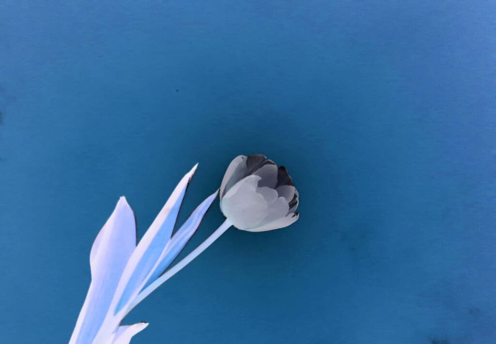 Minimalist Tulip Wallpaper: Inverted Colors on Blue Background