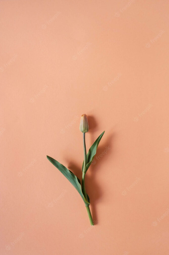 Elegant Tulip Wallpaper: Minimalist Peach Background Design