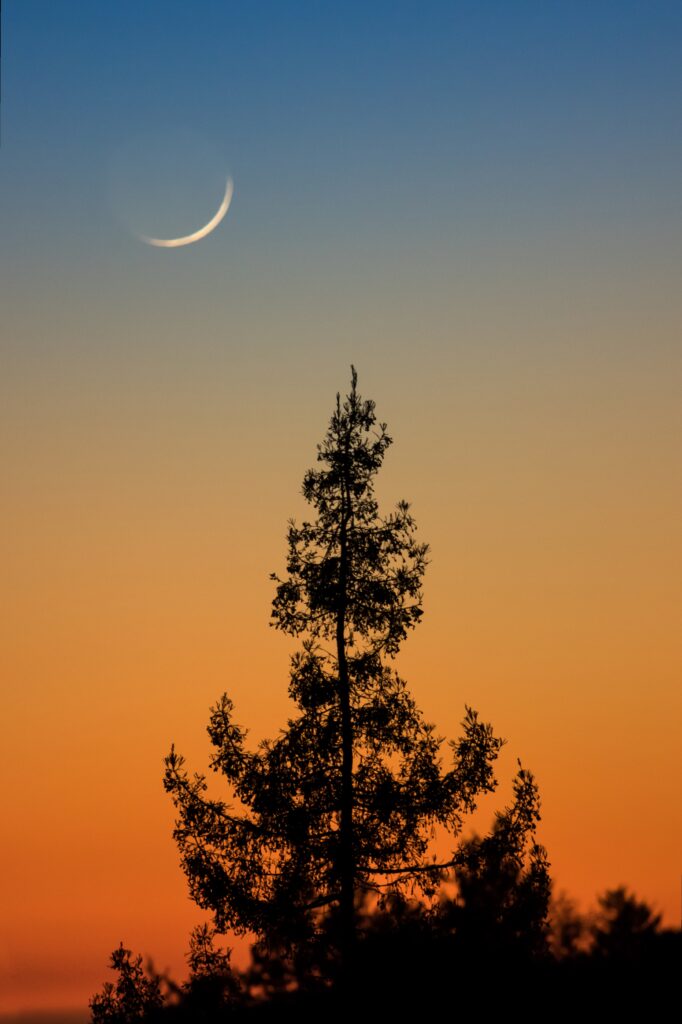 Minimalist wallpaper with dark tree silhouette and crescent moon on warm to cool twilight sky