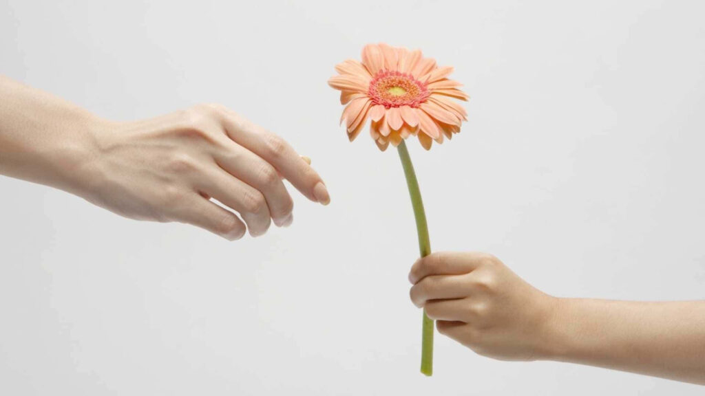 Minimalist Wallpaper: Hands, Kindness, and a Gerbera Daisy Connection
