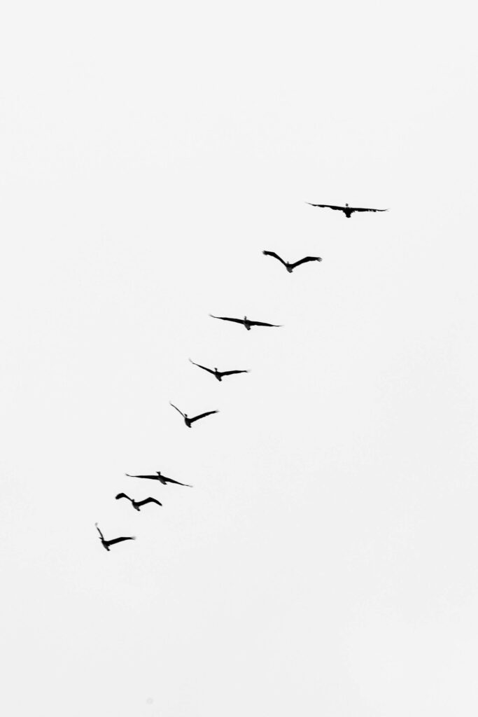 Minimalist Wallpaper: Birds in Linear Flight on White Background