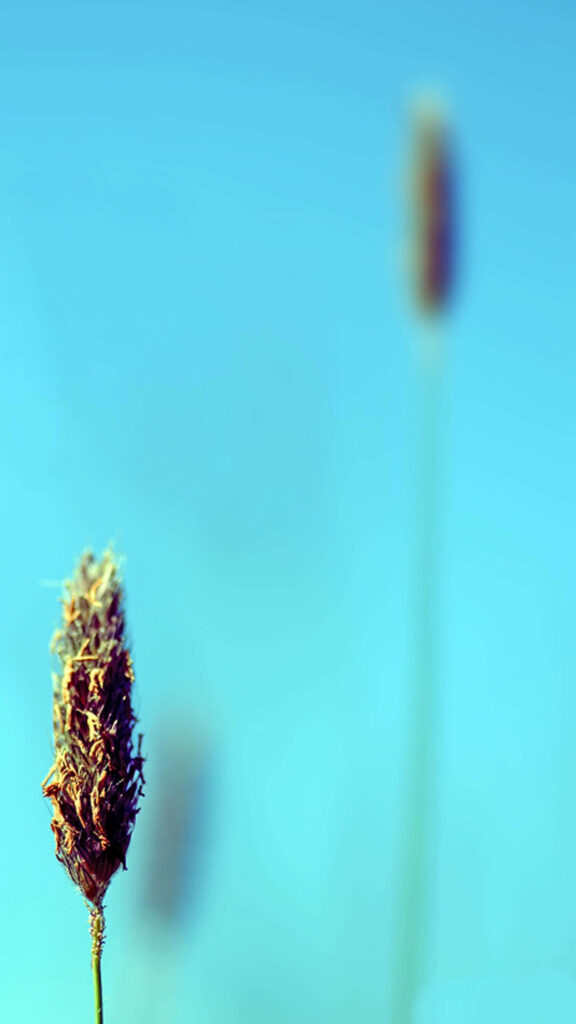 Minimalist Wallpaper: Blurred Blue Background with Plantago Flower