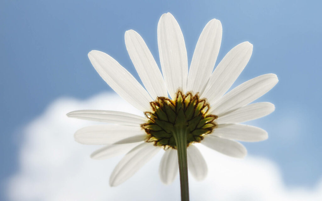 Minimalist Daisy Wallpaper: Bright White Flower & Blue Sky Background