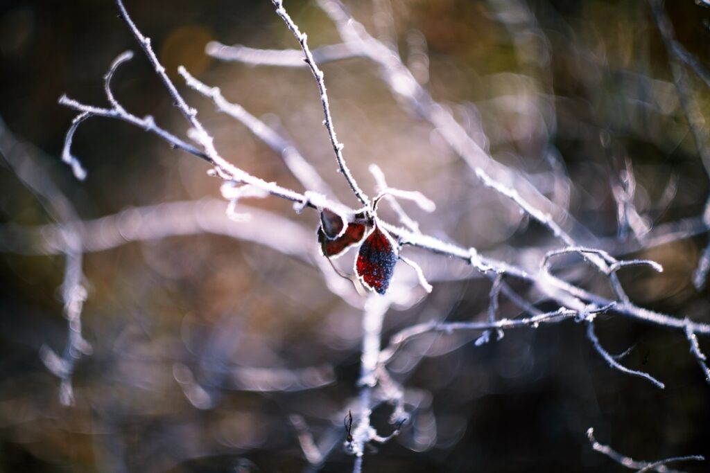 Minimalist Wallpaper: Close-Up Branches with Dry Leaves Background