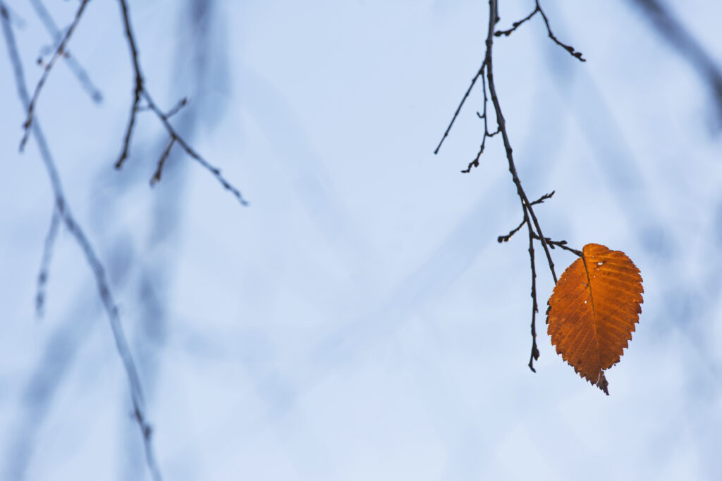 Minimalist Brown Leaf Wallpaper: Simple Nature Beauty on Blue