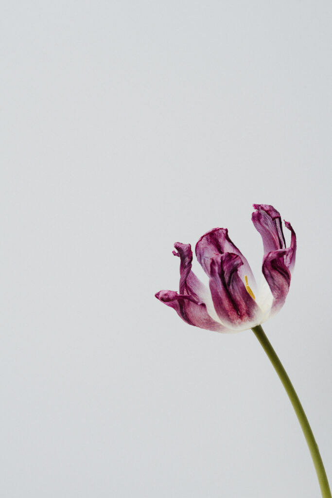 Elegant Purple Triumph Tulip Wallpaper on Soft Background