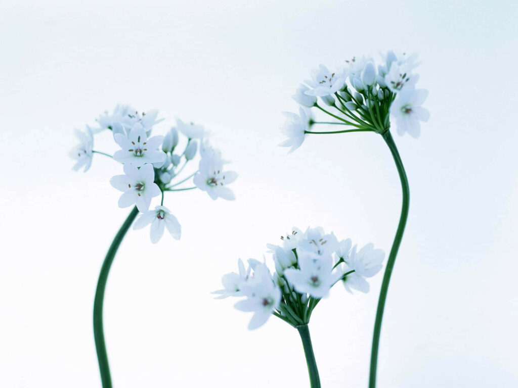 Minimalist White Flower Wallpaper for a Serene Background