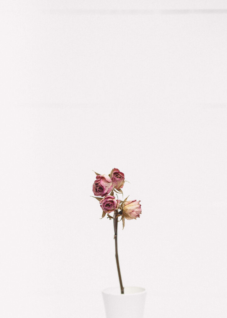 Minimalist Wallpaper: Dried Pink Roses on White Background