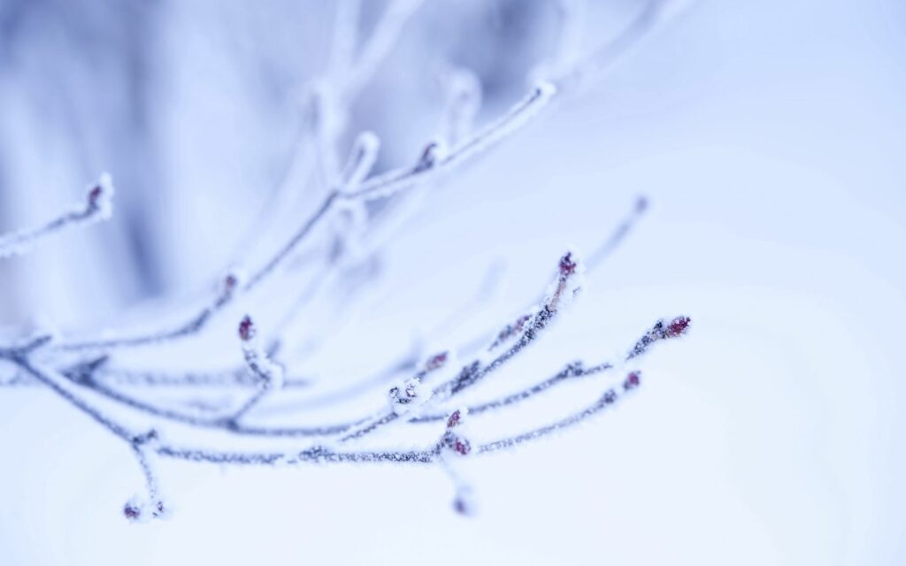 Minimalist Wallpaper: Frosted Branches & Delicate Buds Background