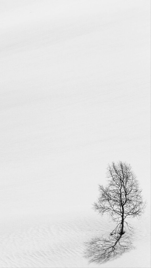 Serene Minimalist Wallpaper: Leafless Tree on White Landscape