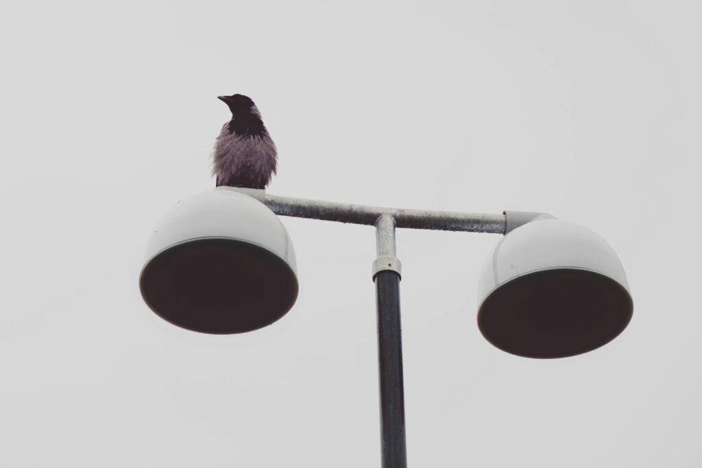 Minimalist Wallpaper: Raven on Lantern with Muted Background
