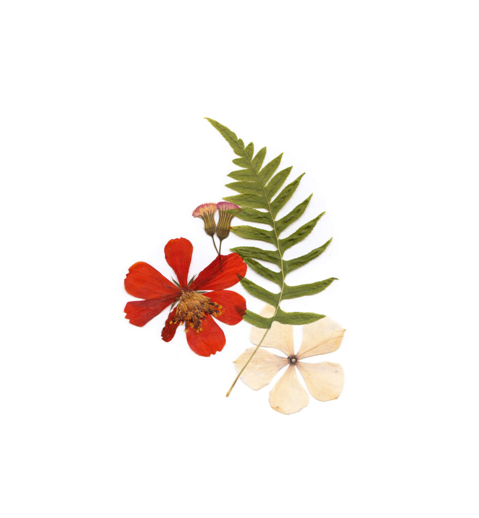 Minimalist Wallpaper: Red and White Flower with Fern on White Background