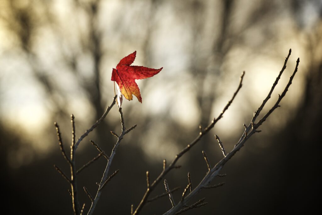 Minimalist Wallpaper: Red & Yellow Maple Leaf on Bare Branches