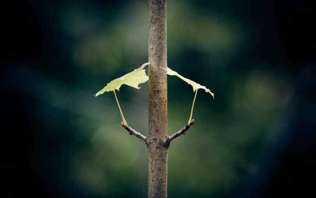 Minimalist Wallpaper: Serene Single Branch & Leaves on Dark Background
