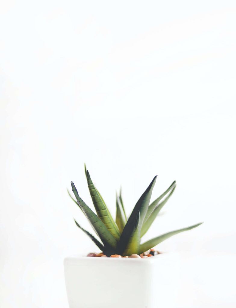 Minimalist Wallpaper: Potted Succulent on Clean White Background
