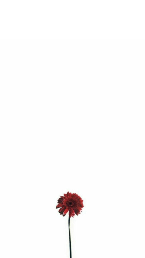 Minimalist Red Daisy Wallpaper on White Background – Striking Aesthetic