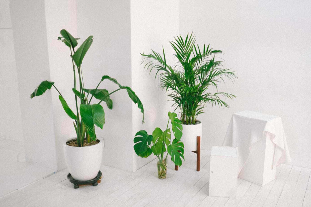 Minimalist Wallpaper: Serene Potted Plants on White Background