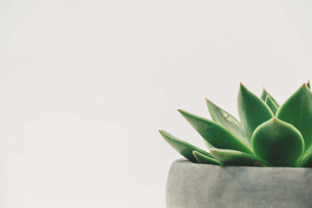 Vibrant Green Succulent in Concrete Pot - Minimalist Wallpaper