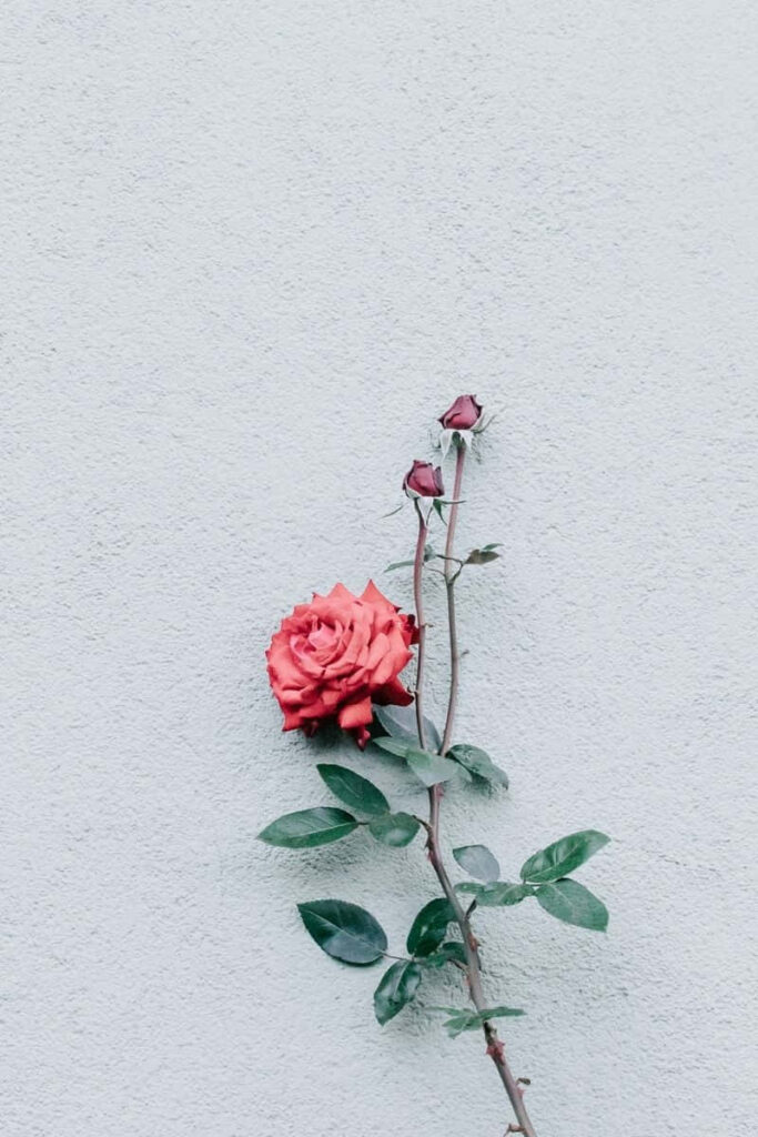 Vibrant Red Rose Wallpaper on Light Gray Textured Background
